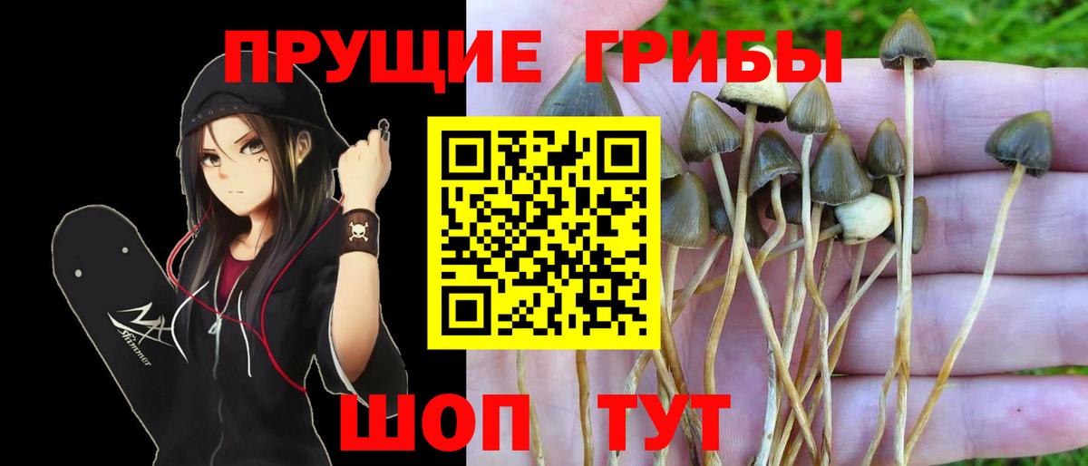 Псилоцибиновые грибы GOLDEN TEACHER  Вход с VPN  Котлас 
